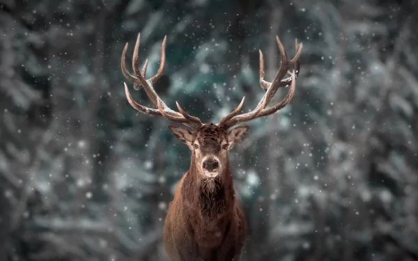 HD desktop wallpaper featuring a majestic deer with large antlers standing in softly falling snow against a blurred forest background.