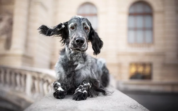 Animal spaniel HD Desktop Wallpaper | Background Image