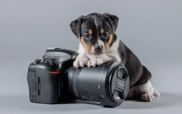 A 4K Ultra HD image of a puppy resting its paws on a Nikon camera lens, set against a plain gray background.