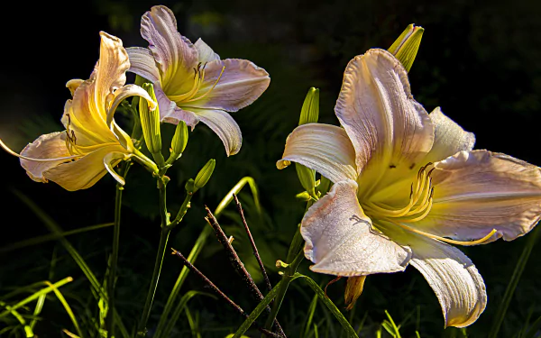 nature lily HD Desktop Wallpaper | Background Image
