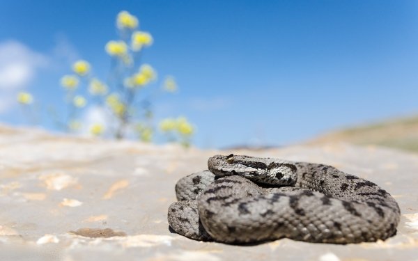 Animal Viper Reptiles Snakes Sand Snake Reptile HD Wallpaper | Background Image