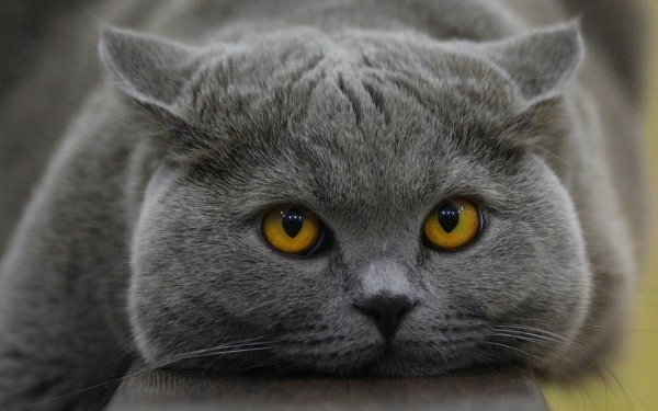 Animal British Shorthair Cats Stare HD Wallpaper | Background Image