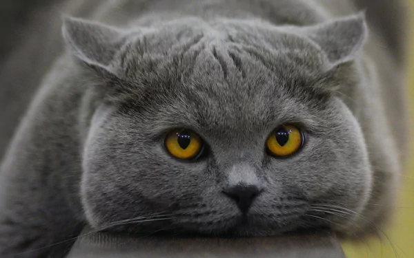 stare Animal British Shorthair HD Desktop Wallpaper | Background Image