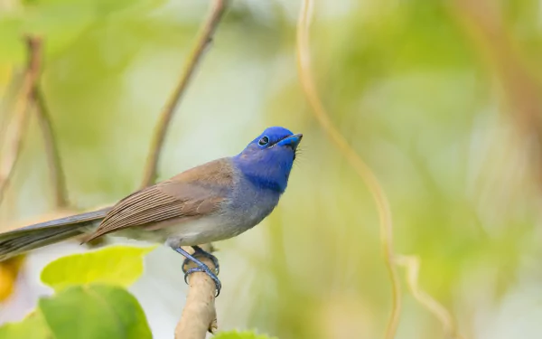  Blue Flycatcher