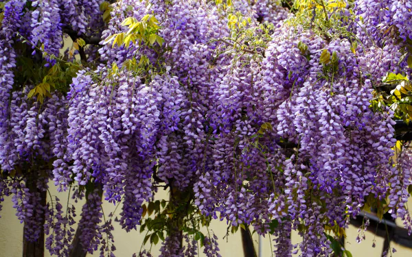 Vibrant wisteria flowers cascade from a branch in this 4K Ultra HD nature wallpaper, showcasing rich purples and lush green foliage.