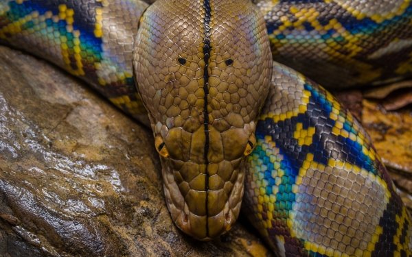 Animal Python Reptiles Snakes Snake HD Wallpaper | Background Image