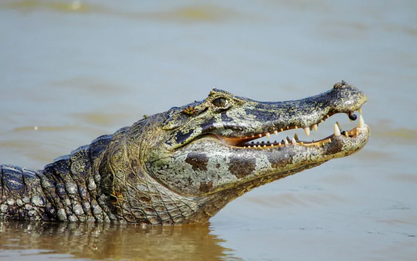  Spectacled caiman