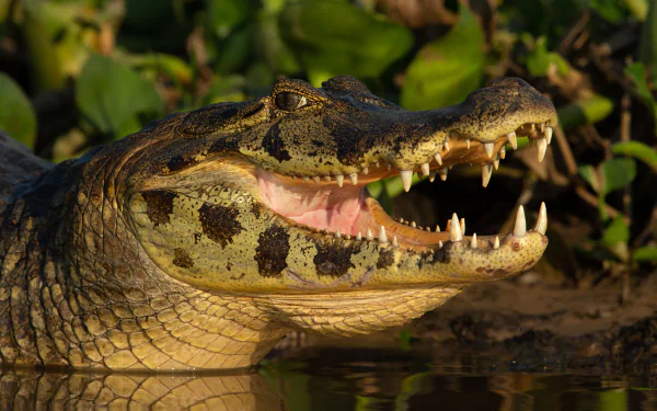  Spectacled caiman