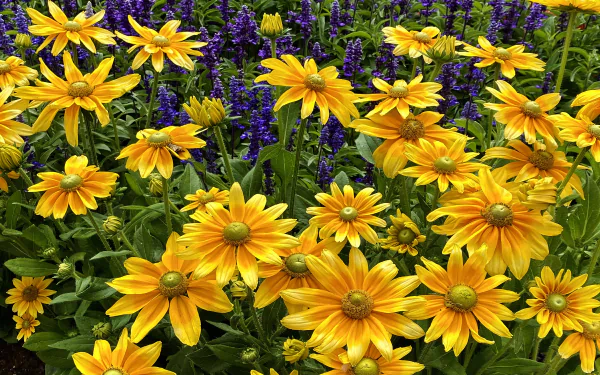 rudbeckia flower nature black-eyed susan HD Desktop Wallpaper | Background Image