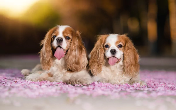 dog Animal King Charles Spaniel HD Desktop Wallpaper | Background Image