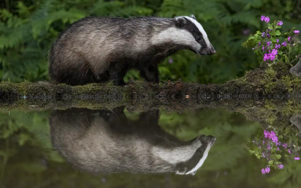 reflection Animal badger HD Desktop Wallpaper | Background Image
