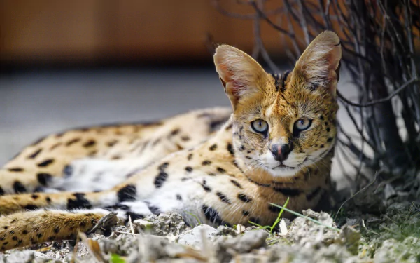 Animal serval HD Desktop Wallpaper | Background Image