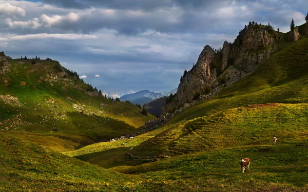 pasture alps mountain Animal cow HD Desktop Wallpaper | Background Image
