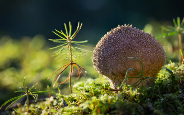 Close-up of a spiky mushroom growing amid green moss and small plants in a detailed 4K Ultra HD nature desktop wallpaper.