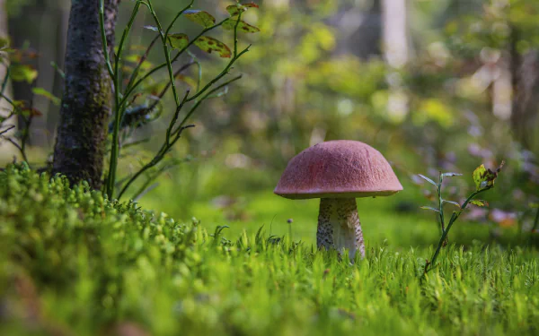4K Ultra HD PC desktop wallpaper: lone pink-capped mushroom rising from moss in a sunlit forest glade — nature close-up background.
