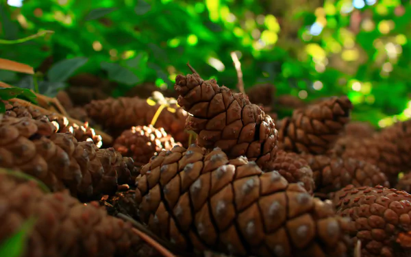 nature macro pine cone HD Desktop Wallpaper | Background Image