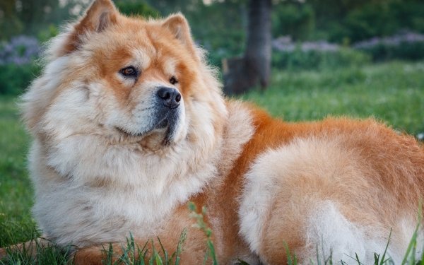 Animal Chow Chow Dogs Dog HD Wallpaper | Background Image