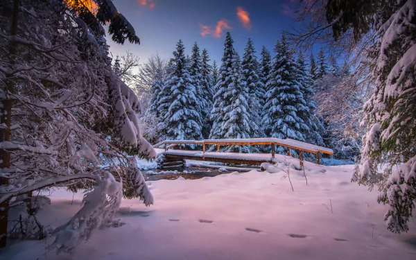 fir tree snow winter man made bridge HD Desktop Wallpaper | Background Image