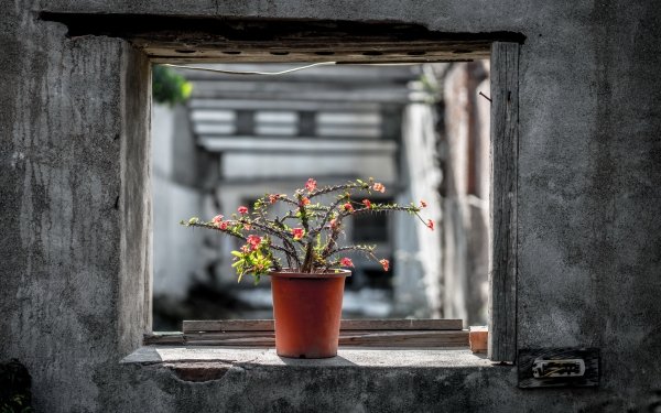 Man Made Flower Cactus Window Pot Plant HD Wallpaper | Background Image