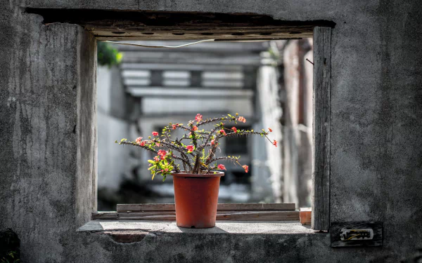 potted plant window cactus man made flower HD Desktop Wallpaper | Background Image
