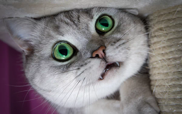 fangs kitten close-up Animal cat HD Desktop Wallpaper | Background Image