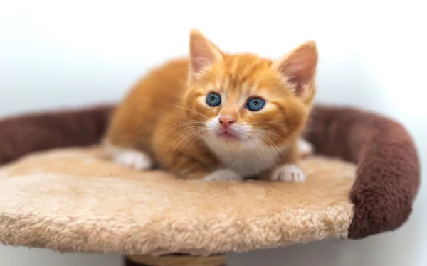 A close-up of an adorable orange kitten resting on a soft beige and brown platform, captured in 4K Ultra HD for a PC desktop wallpaper.
