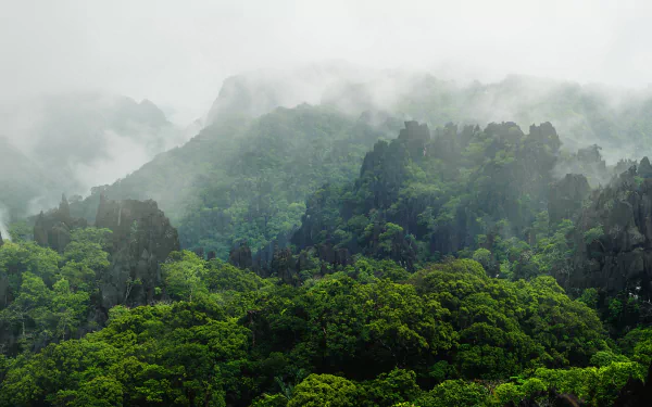 Laos vegetation mountain forest nature fog HD Desktop Wallpaper | Background Image