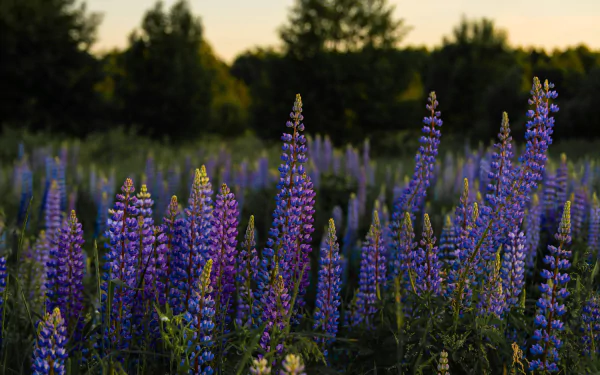 flower nature lupine HD Desktop Wallpaper | Background Image
