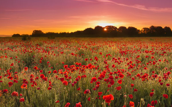 field evening flower sunset summer nature poppy summer sunset HD Desktop Wallpaper | Background Image
