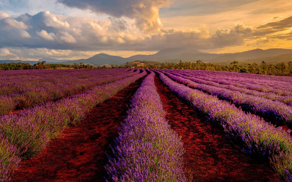 plantation field path mountain flower cloud nature lavender HD Desktop Wallpaper | Background Image