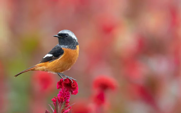 common redstart flower bird Animal redstart HD Desktop Wallpaper | Background Image