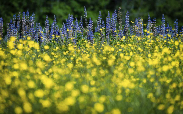 lupine buttercup meadow nature flower HD Desktop Wallpaper | Background Image