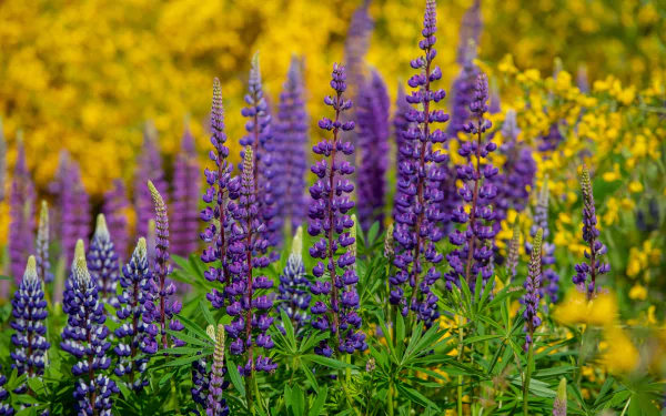 flower nature lupine HD Desktop Wallpaper | Background Image