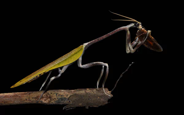 HD macro desktop wallpaper of a praying mantis (insect) poised on a twig against a deep black background