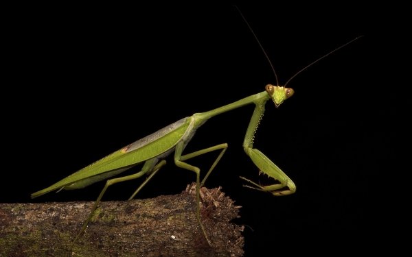 Animal Praying Mantis Insects Macro Insect HD Wallpaper | Background Image