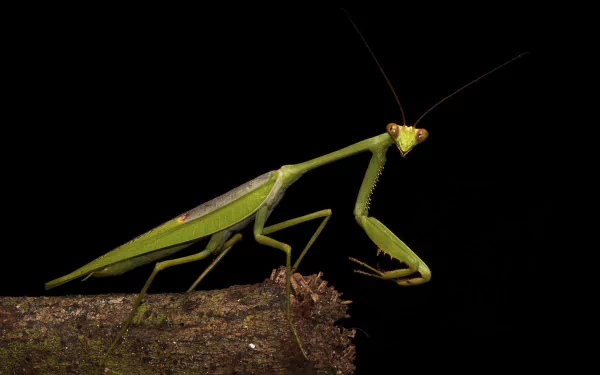 Close-up macro of a green praying mantis perched on a branch against a black background, captured in high definition for a striking animal-themed PC desktop wallpaper.