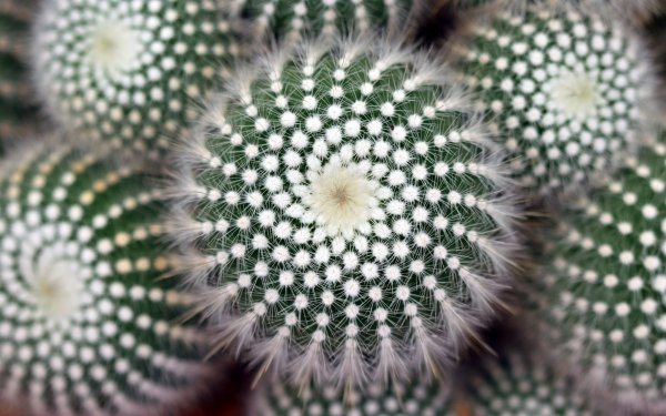 Earth Cactus Macro Thorns HD Wallpaper | Background Image