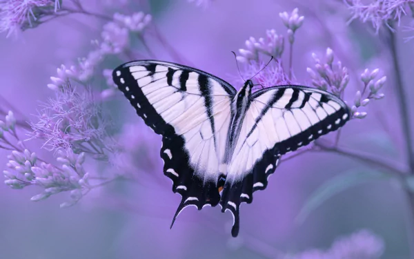 butterfly flower macro Animal swallowtail butterfly HD Desktop Wallpaper | Background Image