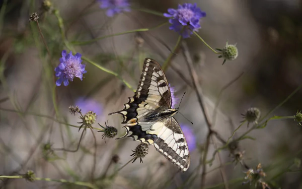 butterfly flower macro Animal swallowtail butterfly HD Desktop Wallpaper | Background Image
