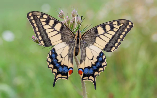 close-up butterfly Animal swallowtail butterfly HD Desktop Wallpaper | Background Image