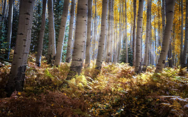 sunbeam fern thicket forest fall nature birch HD Desktop Wallpaper | Background Image
