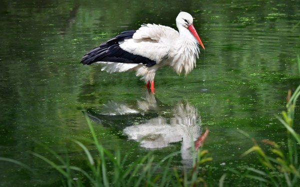 Animal White stork Birds Storks Reflection Stork Pond HD Wallpaper | Background Image