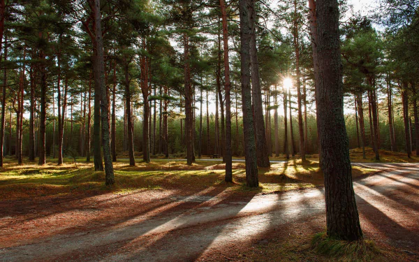 sunlight nature pine tree HD Desktop Wallpaper | Background Image