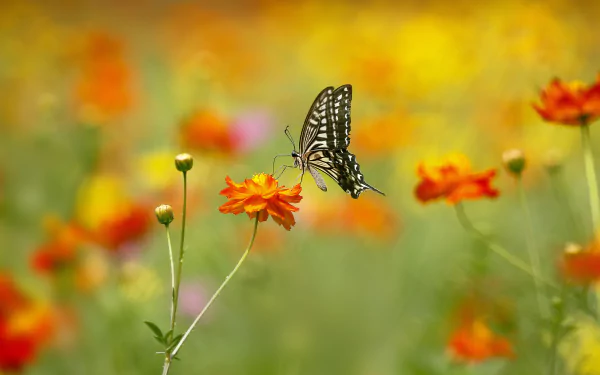 butterfly flower macro summer Animal swallowtail butterfly HD Desktop Wallpaper | Background Image