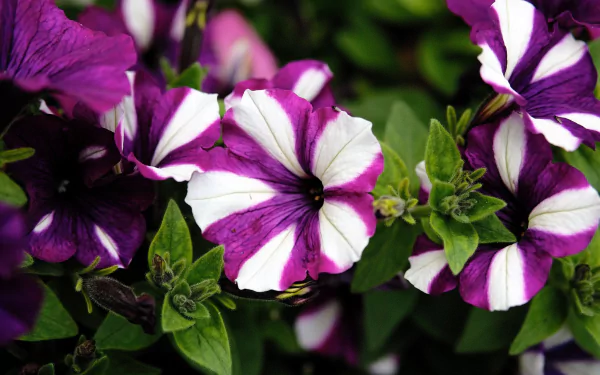 macro nature petunia HD Desktop Wallpaper | Background Image