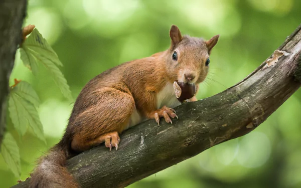 chestnut Animal squirrel HD Desktop Wallpaper | Background Image