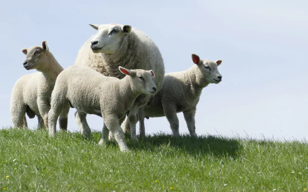 A group of sheep standing on green grass under a clear sky, captured in sharp detail for a 4K Ultra HD PC desktop wallpaper.
