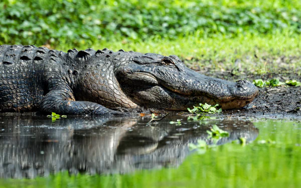 pond Animal crocodile HD Desktop Wallpaper | Background Image