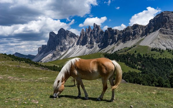Animal Horse Cloud Mountain HD Wallpaper | Background Image