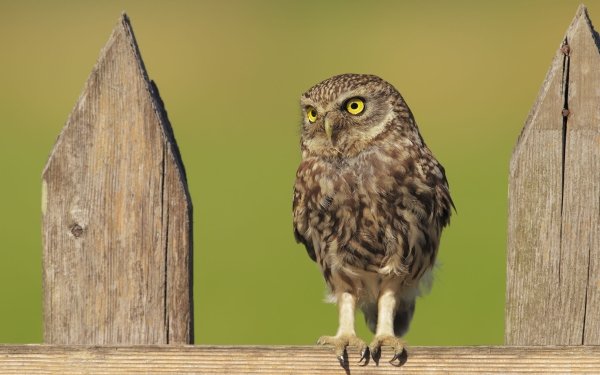 Animal Owl Birds Owls Bird HD Wallpaper | Background Image
